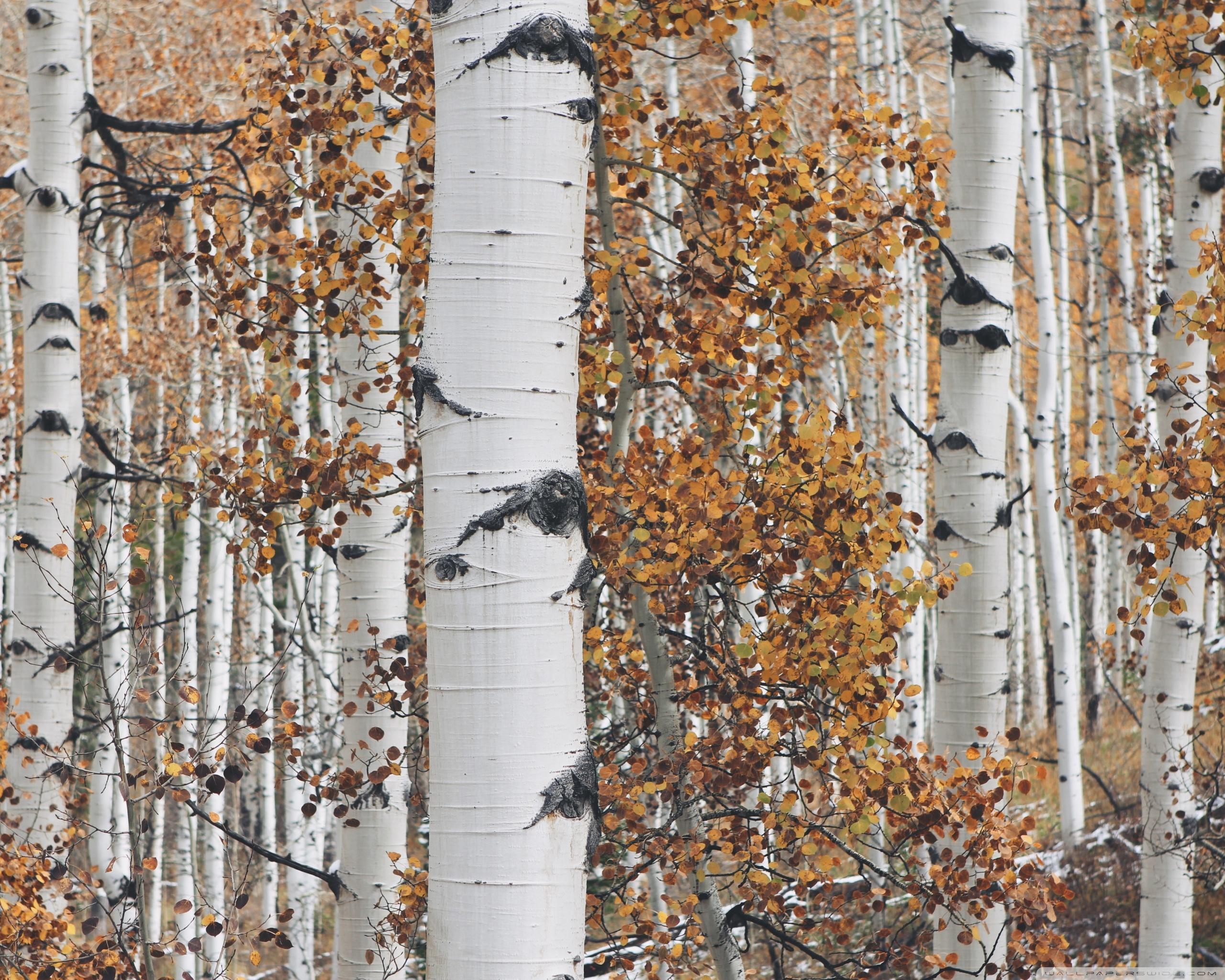 Aspen Trees Wallpapers Top Free Aspen Trees Backgrounds WallpaperAccess