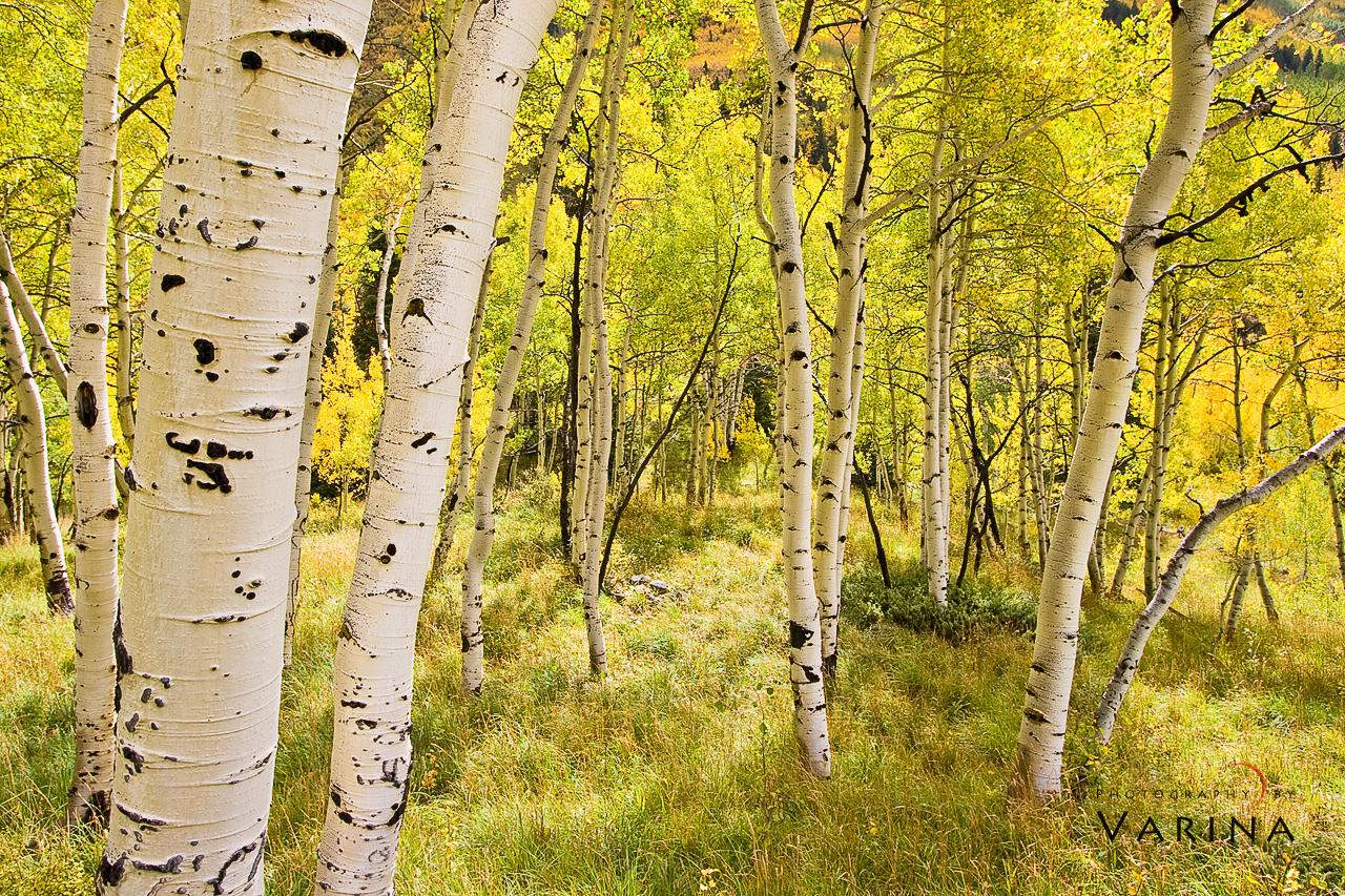 Aspen Trees Wallpapers Top Free Aspen Trees Backgrounds WallpaperAccess