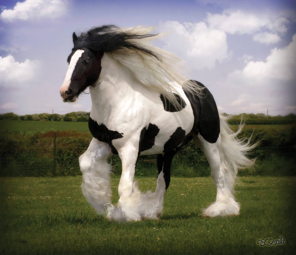 Gypsy Vanner Horse Wallpapers - Top Free Gypsy Vanner Horse Backgrounds