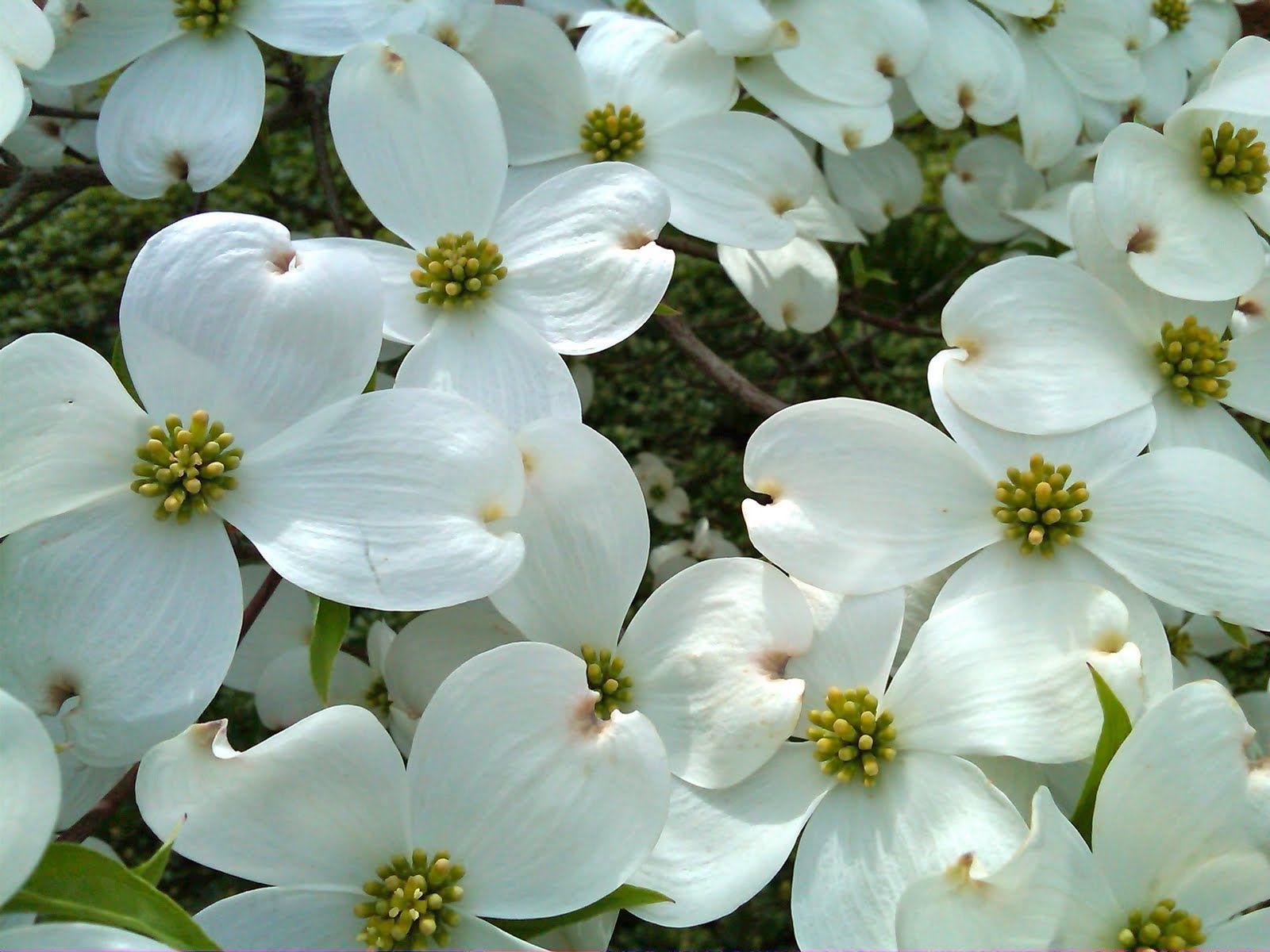 1600x1200 dogwood flower. Virginia State Flower The American Dogwood picture. Dogwood flowers, Dogwood, Showy flowers