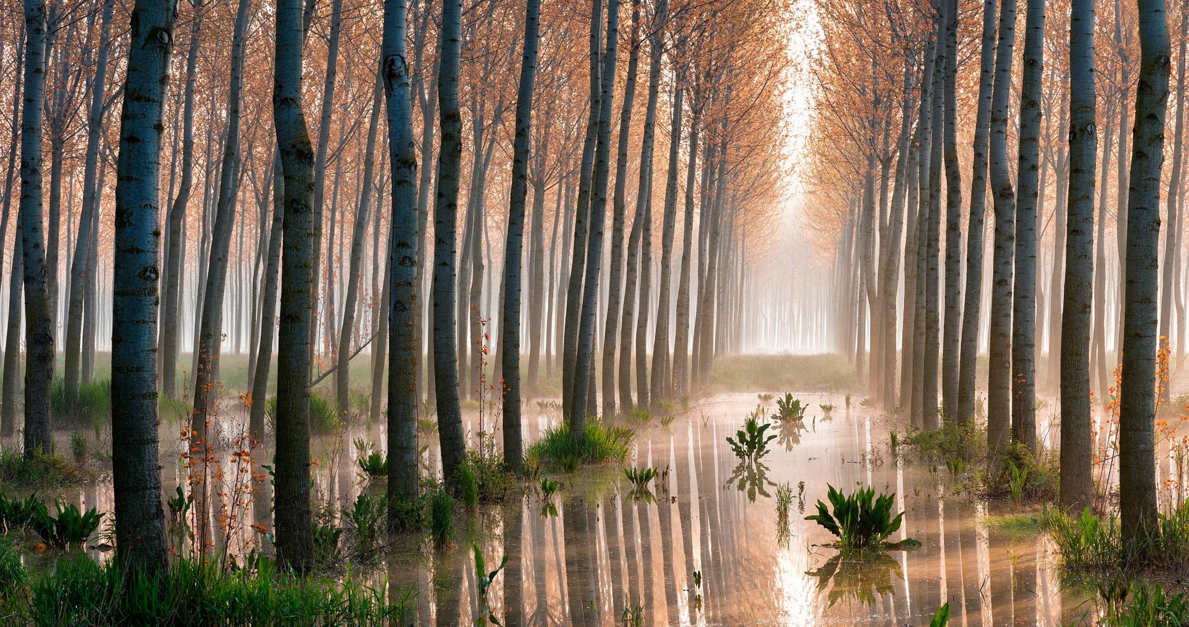 4096x2160 aspen trees 4k ultra HD wallpaper High quality walls