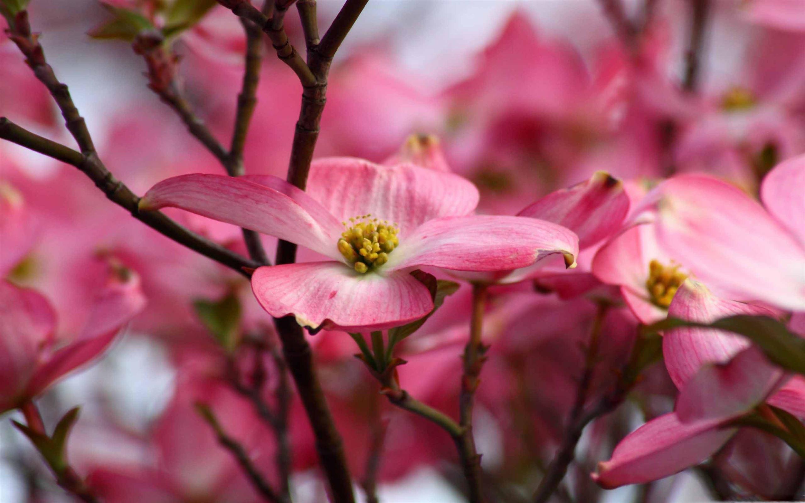 Dogwood Flower Wallpapers Top Free Dogwood Flower Backgrounds