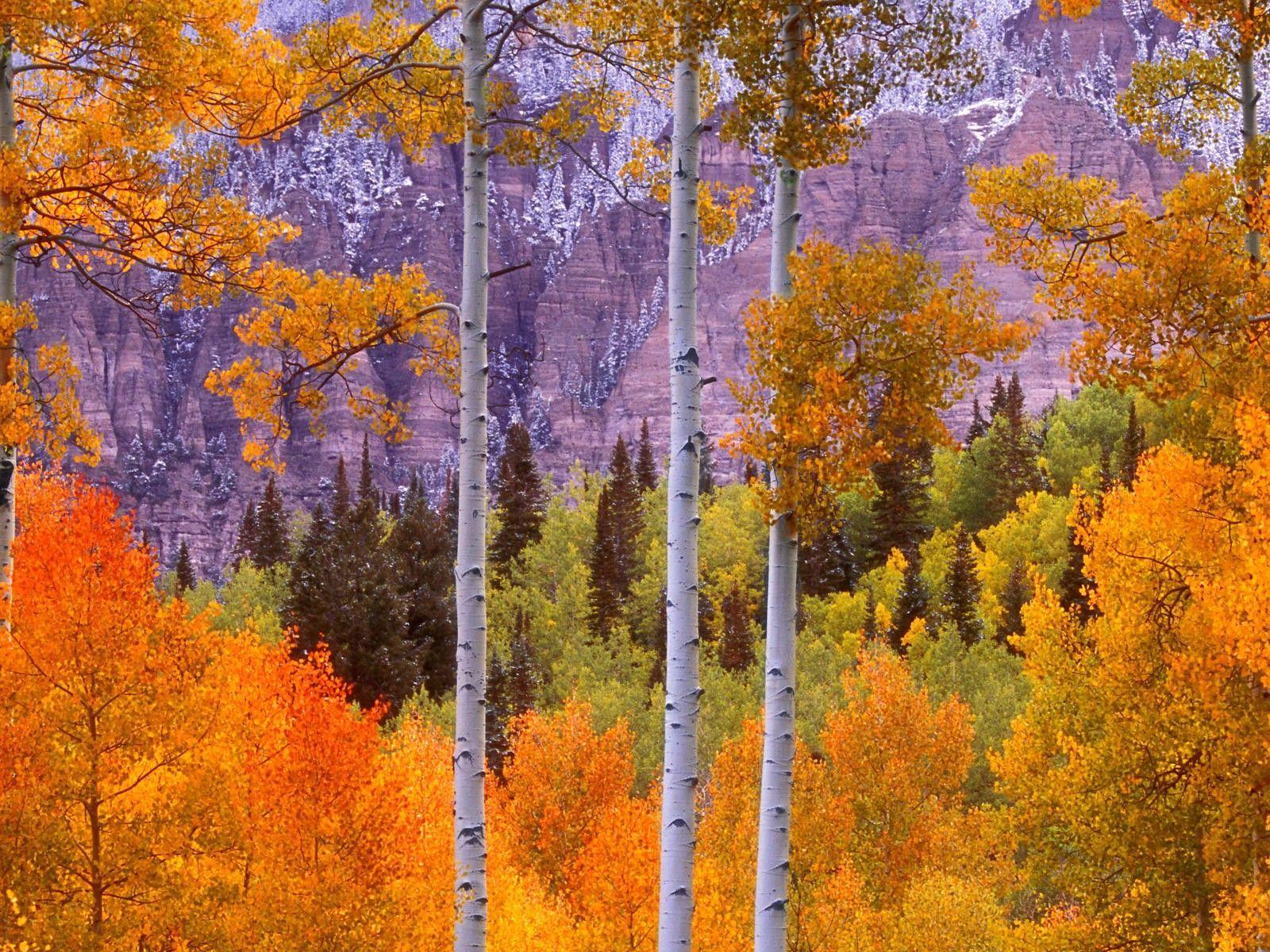 Aspen Trees Wallpapers Top Free Aspen Trees Backgrounds WallpaperAccess