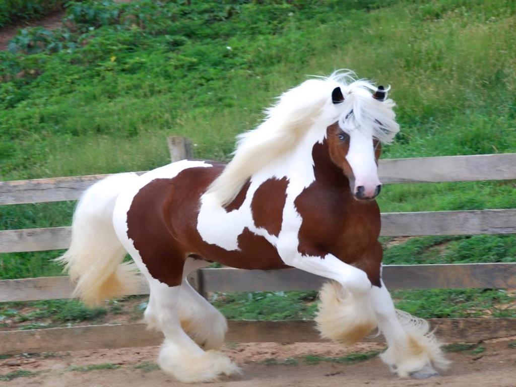 Gypsy Horse Wallpapers - Top Free Gypsy Horse Backgrounds - WallpaperAccess