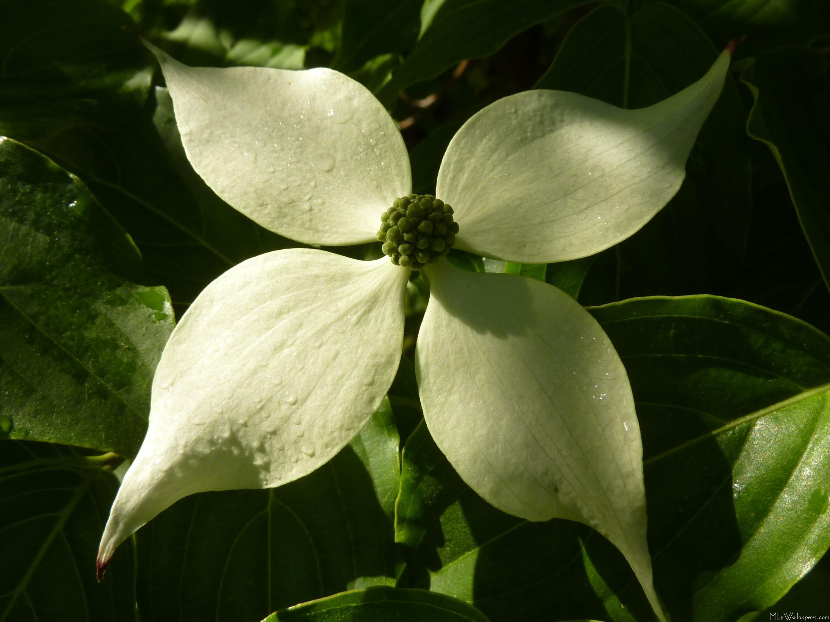 Dogwood Flower Wallpapers - Top Free Dogwood Flower Backgrounds