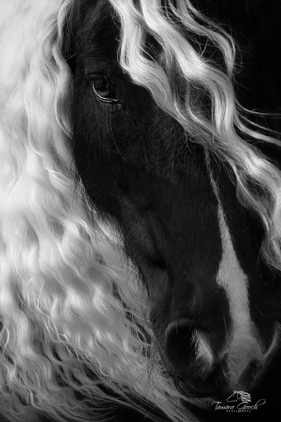 Gypsy Vanner Horse Wallpapers Top Free Gypsy Vanner Horse Backgrounds