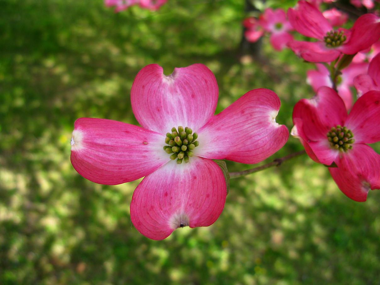 1209x907 Up Close Pink Dogwood Flower