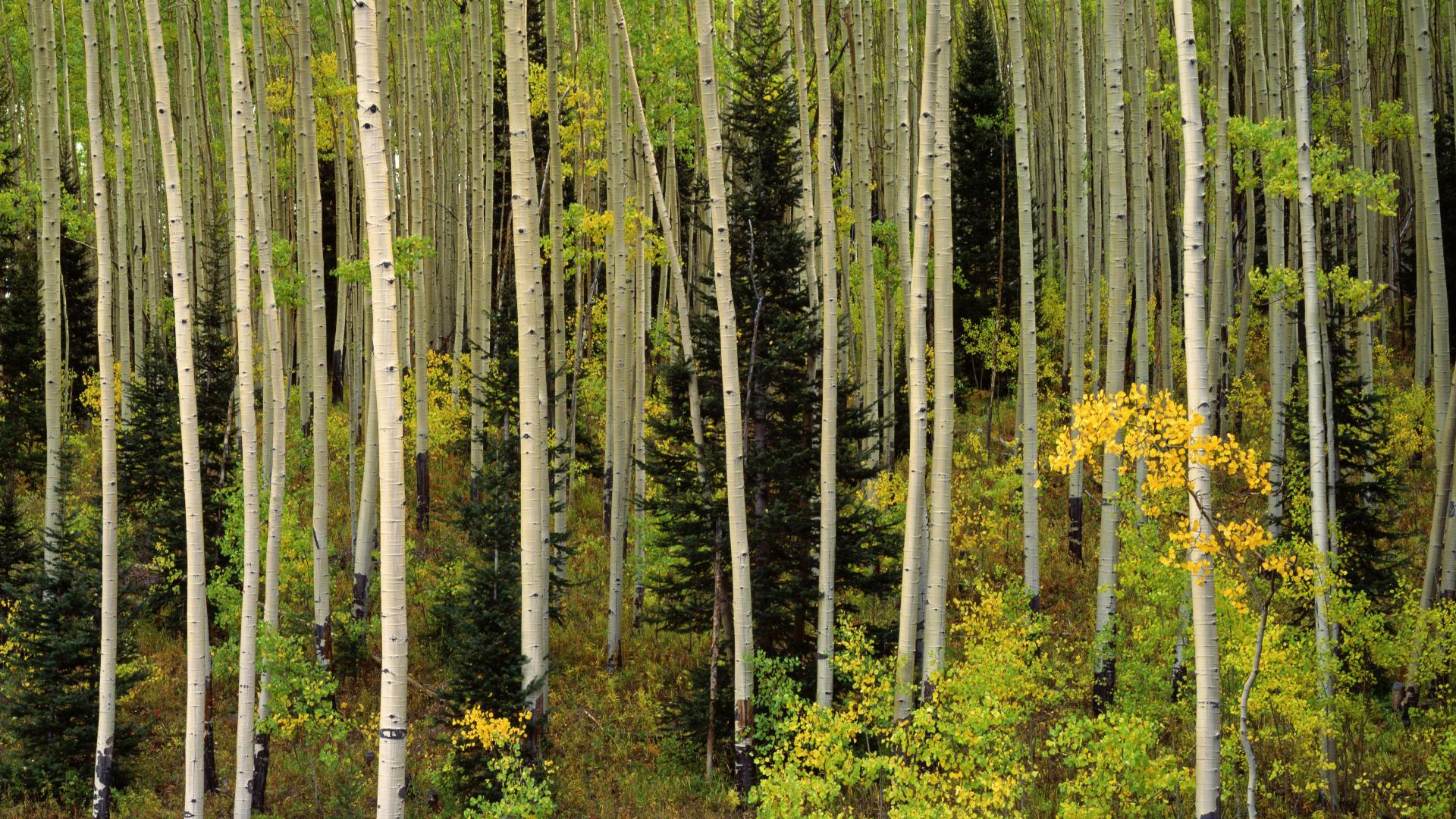 Aspen Trees Wallpapers - Top Free Aspen Trees Backgrounds - WallpaperAccess