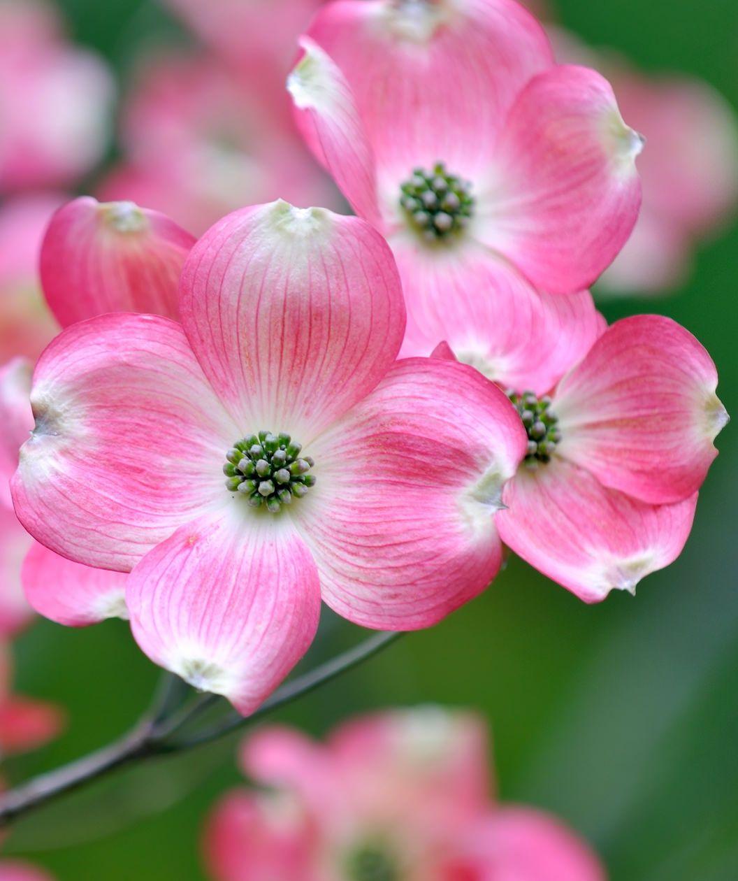 1056x1260 Pink Flowering Dogwood & Branch. Dogwood flower tattoos, Dogwood trees, Dogwood blooms