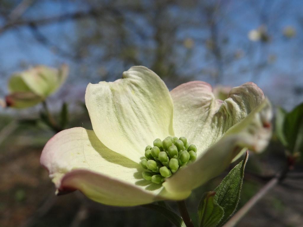 1024x768 Dogwood Winter Gardens, Kansas City's botanical garden