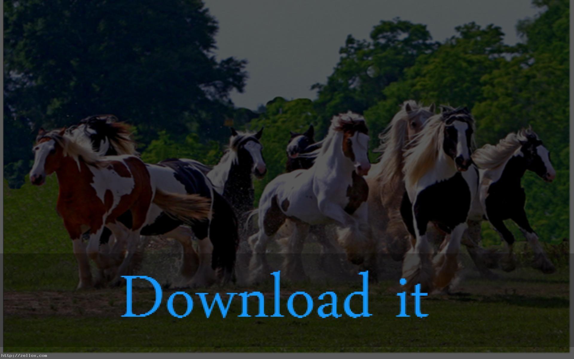 1920x1200 Gypsy Vanner Horse Wallpaper Data Src Beautiful Horses In Herds