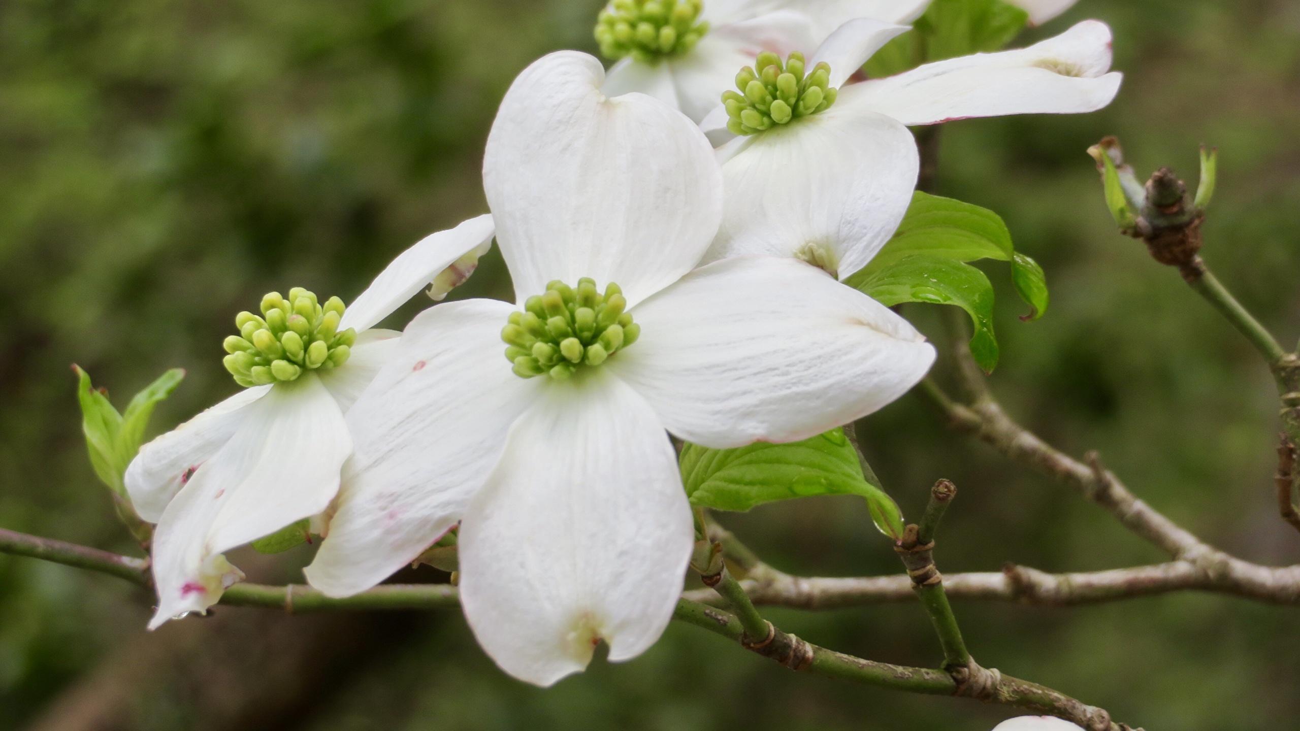 Dogwood Flower Wallpapers - Top Free Dogwood Flower Backgrounds ...