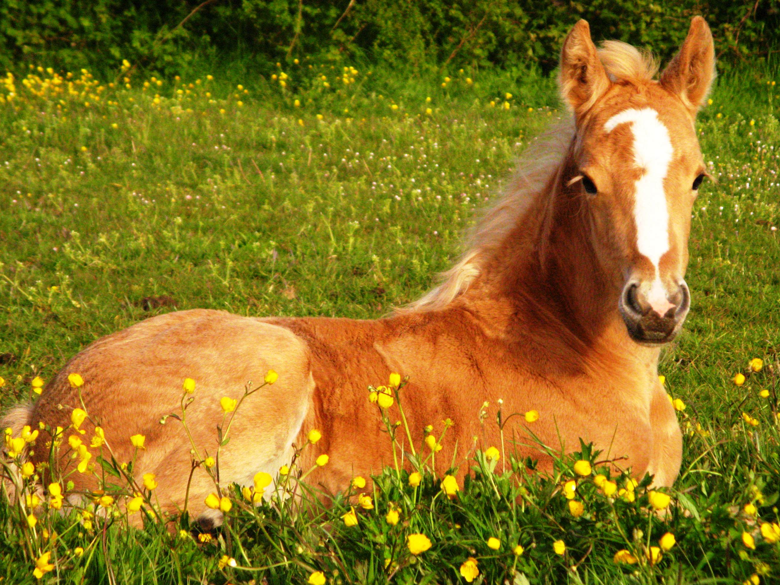 2592x1944 Cute Horse Wallpaper