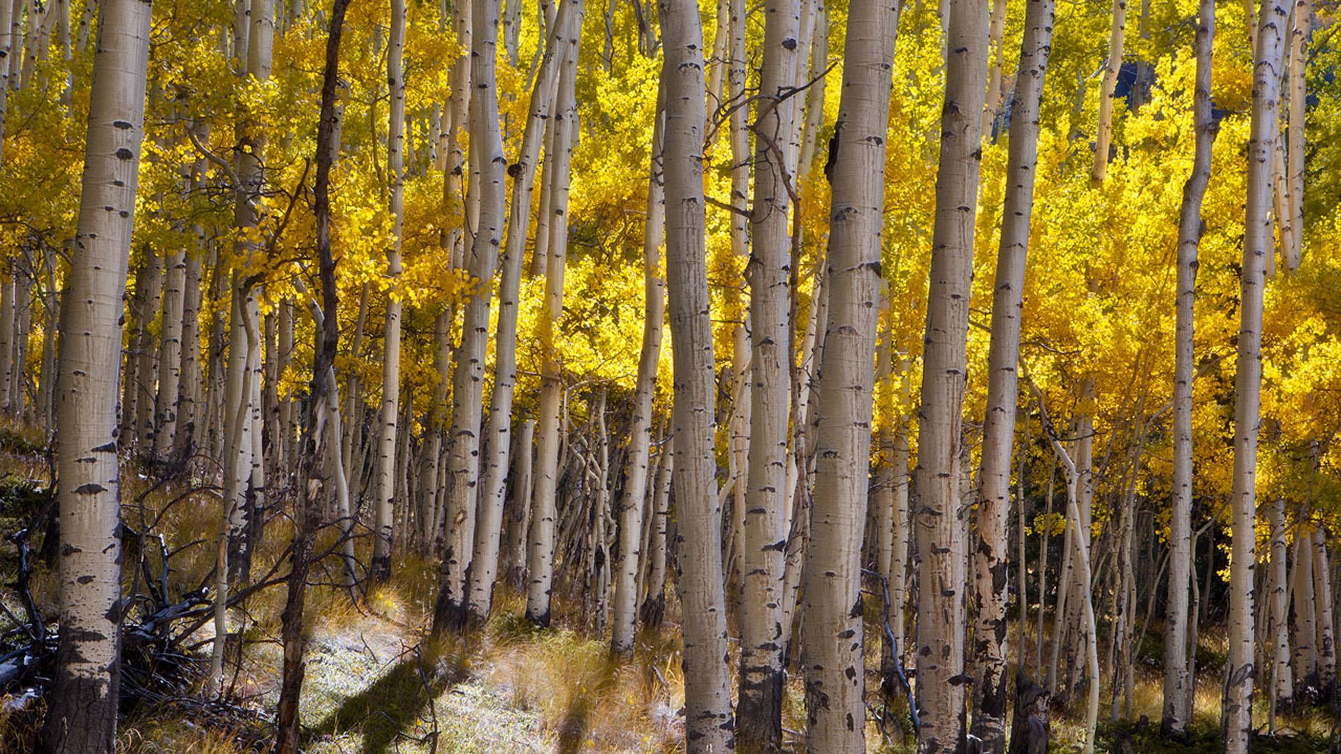 Aspen Trees Wallpapers - Top Free Aspen Trees Backgrounds - WallpaperAccess