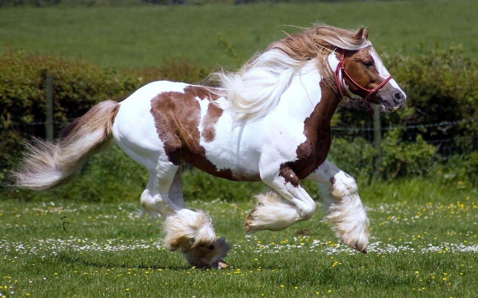 1600x1000 running horses, Horse wallpaper, Brown and white horse