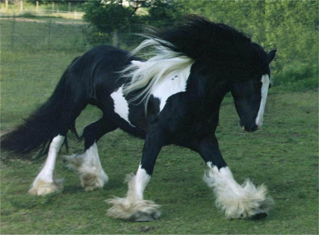 1105x817 Gypsy Vanner Horse Desktop Wallpaper 19328