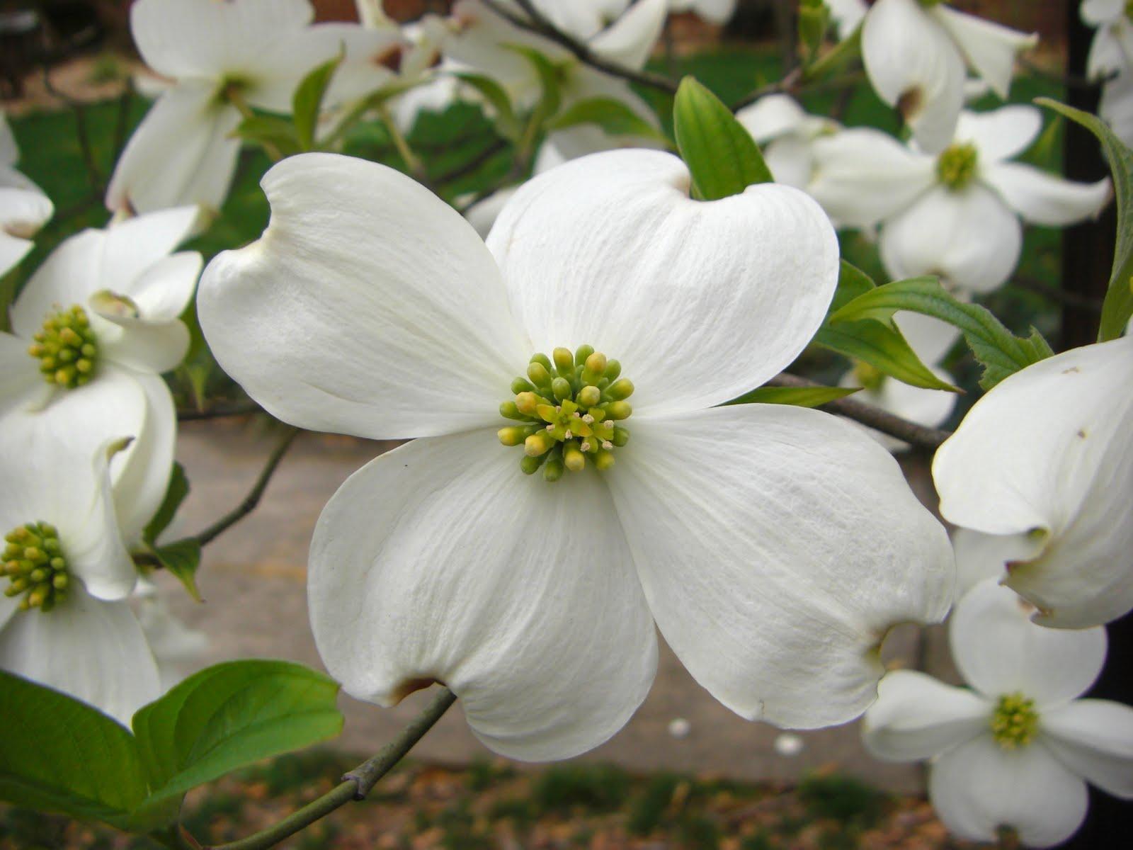 1600x1200 Dogwood Flowers wallpaperx1200