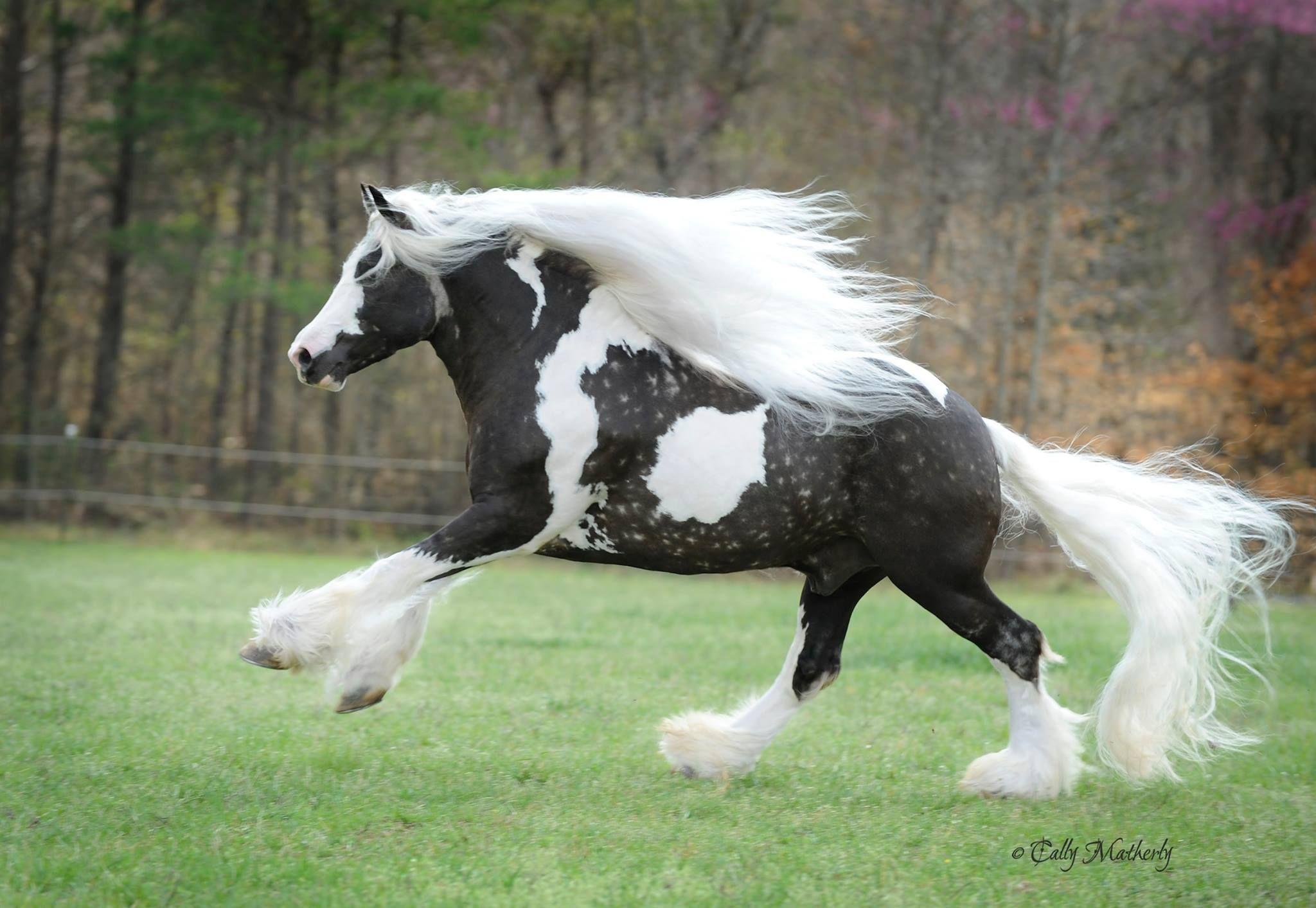 Gypsy Horse Wallpapers - Top Free Gypsy Horse Backgrounds - WallpaperAccess