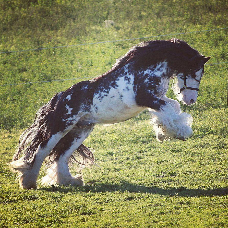 893x893 Gypsy Vanner