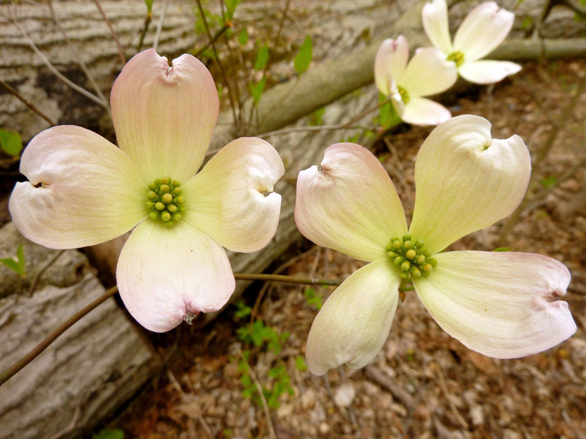 Dogwood Flower Wallpapers - Top Free Dogwood Flower Backgrounds