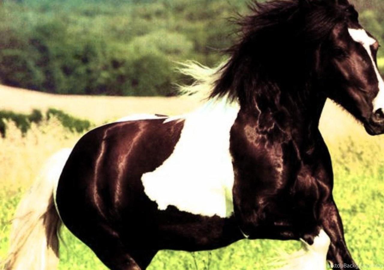 Gypsy Vanner Horse Wallpapers Top Free Gypsy Vanner Horse Backgrounds