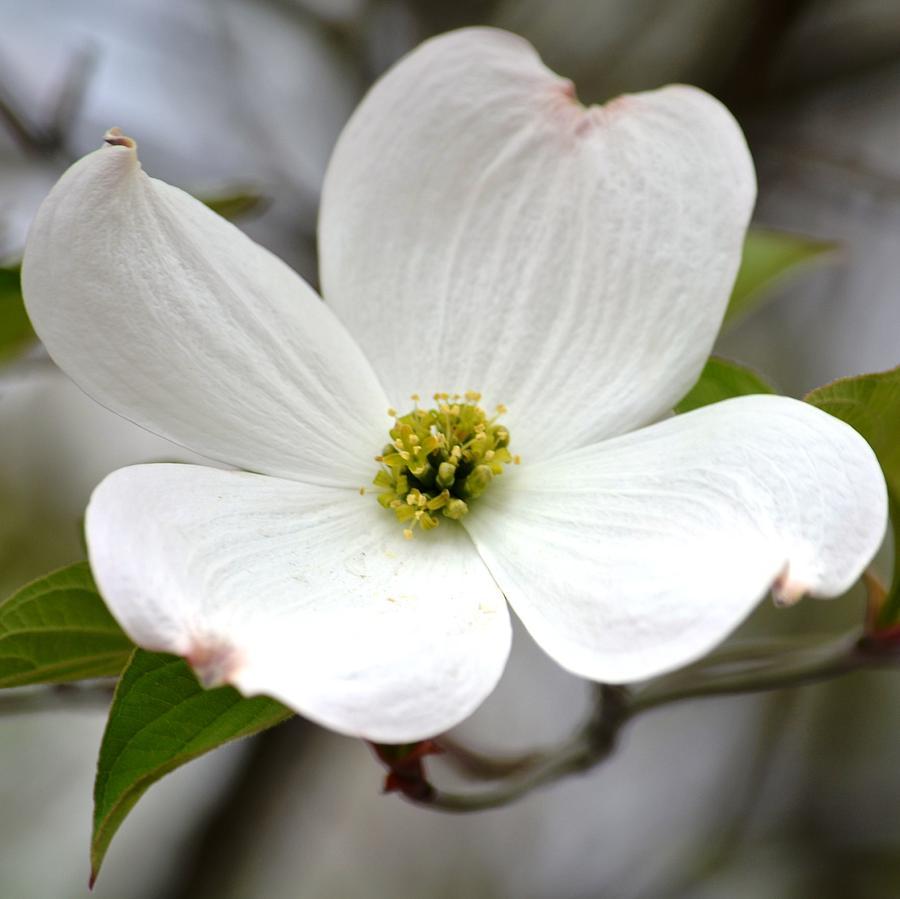 900x899 Dogwood Flower. HD Wallpaper Plus