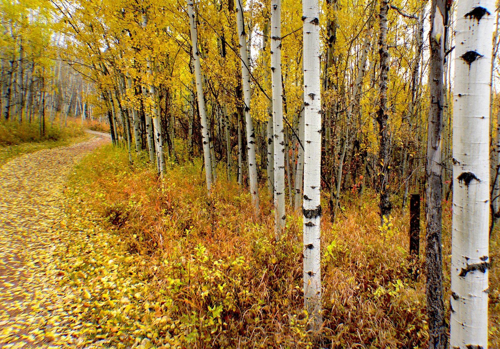 Aspen Trees Wallpapers Top Free Aspen Trees Backgrounds WallpaperAccess