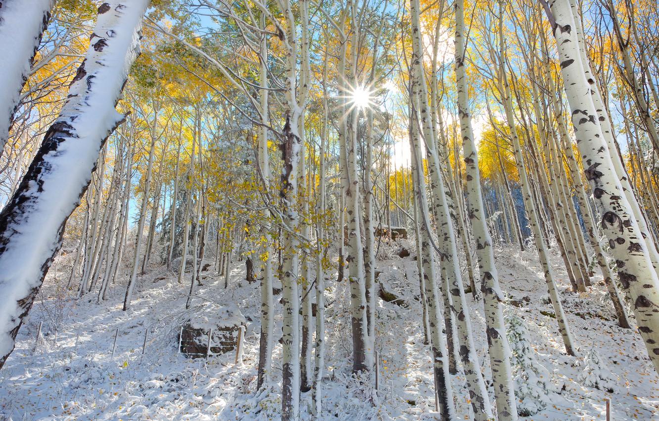 Aspen Trees Wallpapers - Top Free Aspen Trees Backgrounds - WallpaperAccess