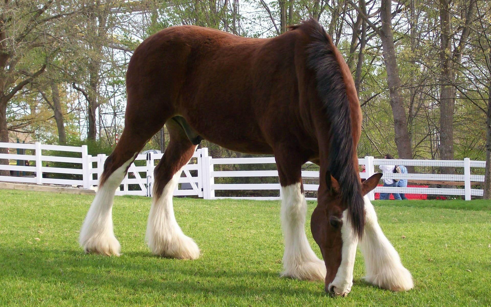 1920x1200 Clydesdale Wallpaper HD