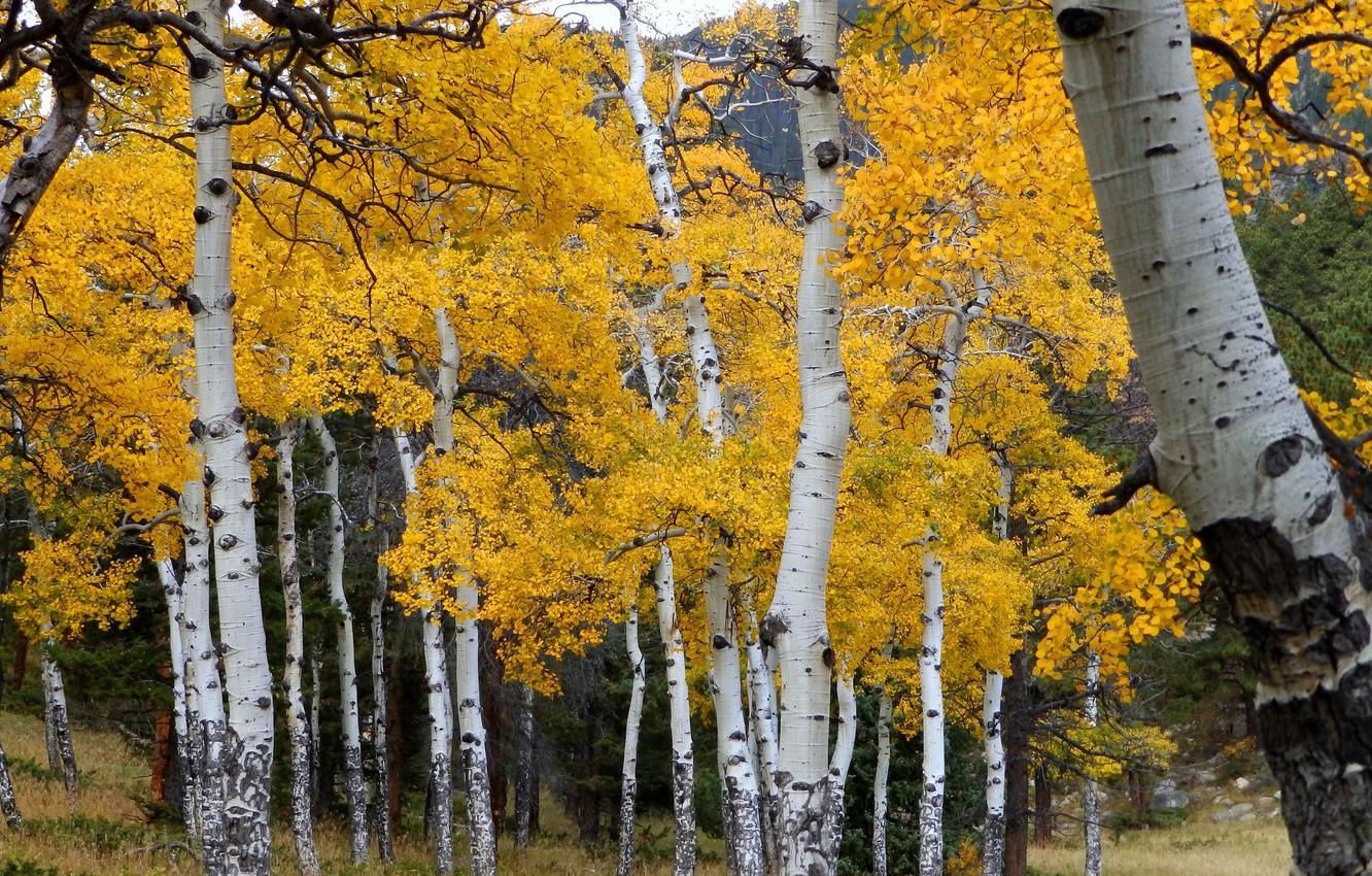 1332x850 Photo Wallpaper Autumn, Forest, Leaves, Trees, Colorado, Forest Colorado