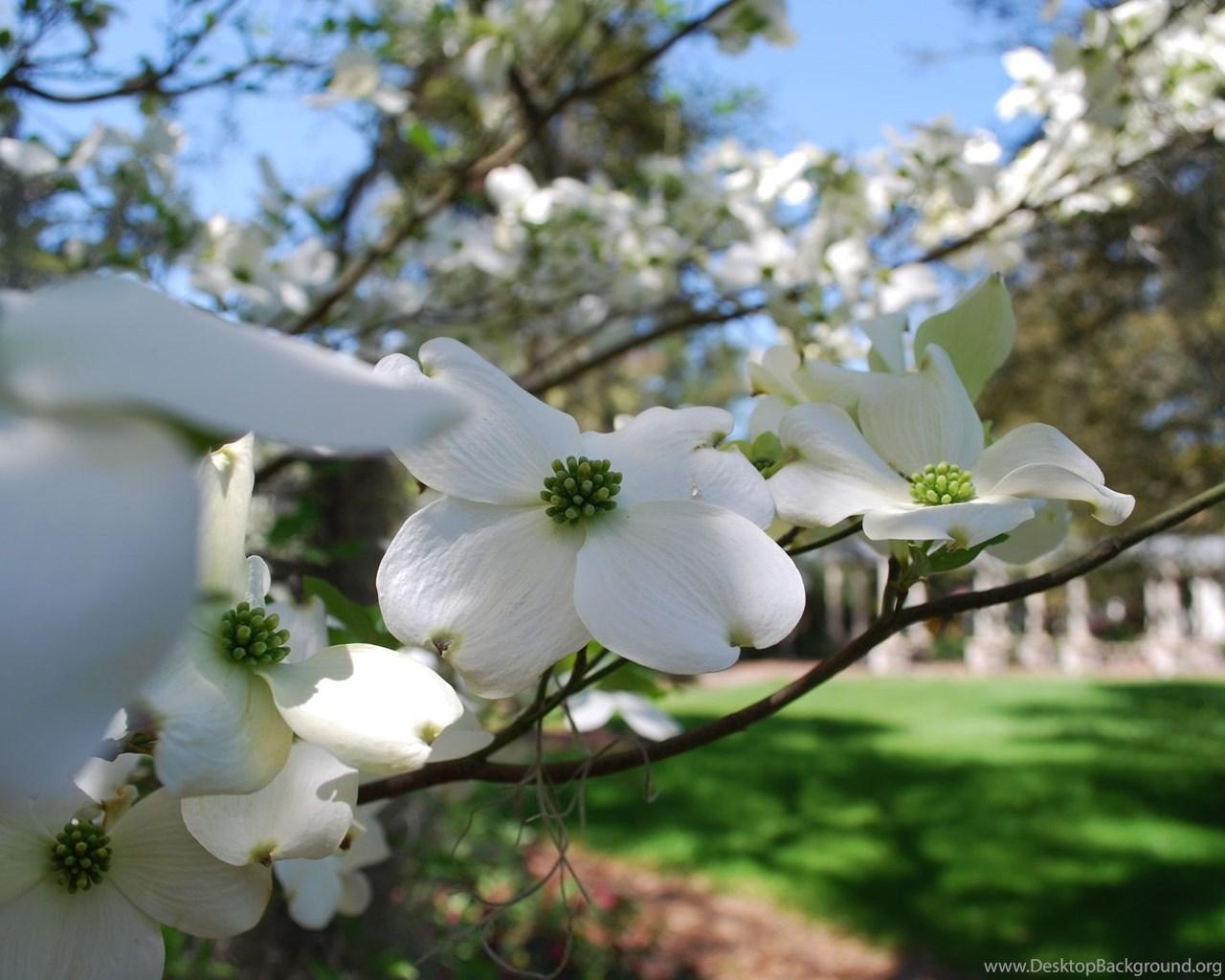 Dogwood Flower Wallpapers - Top Free Dogwood Flower Backgrounds ...