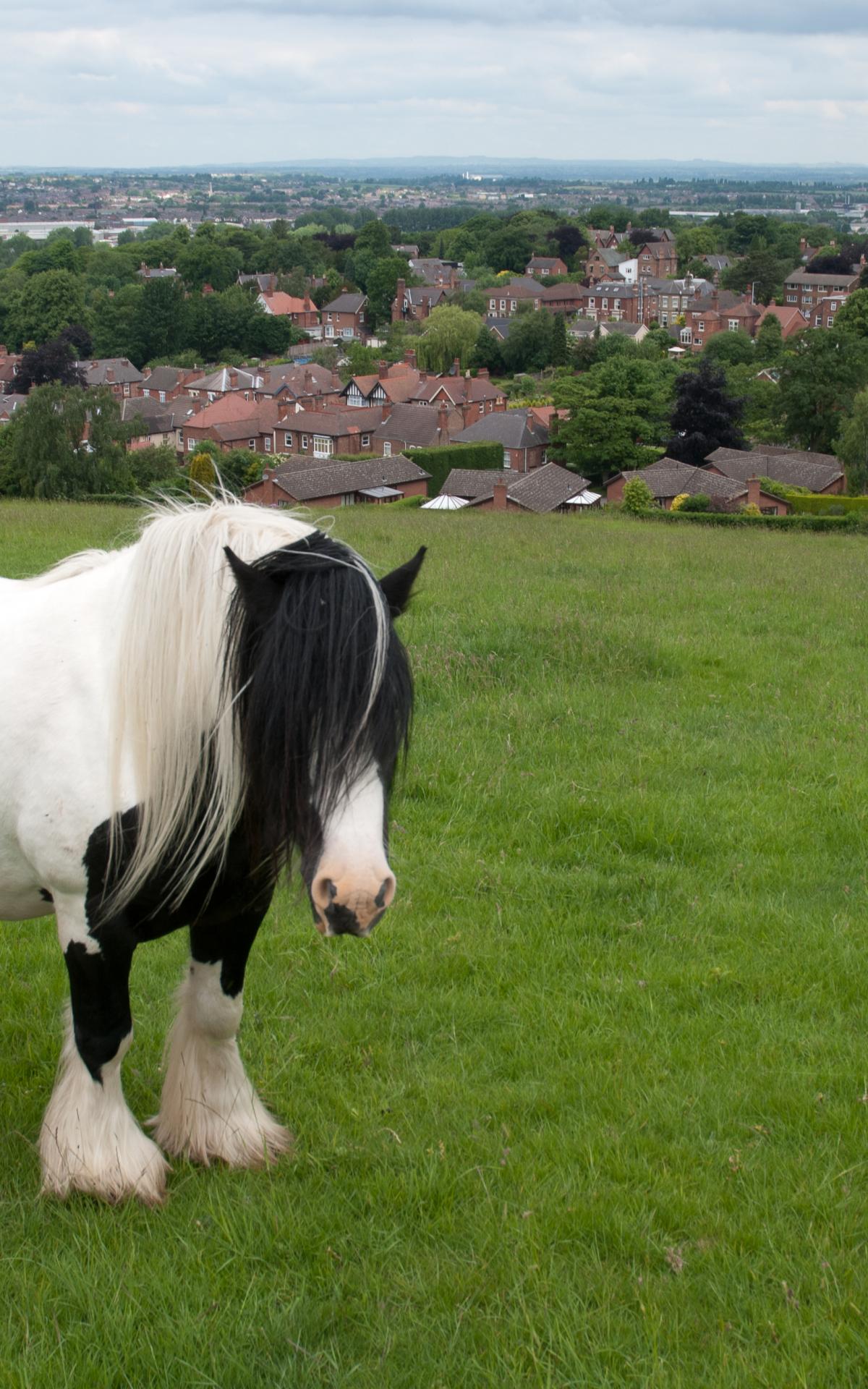 1200x1920 Free download Gypsy Horse HD Wallpaper Animals Wallpaper [3872x2592] for your Desktop, Mobile & Tablet. Explore Gypsy Wallpaper. Beautiful Gypsy Wallpaper