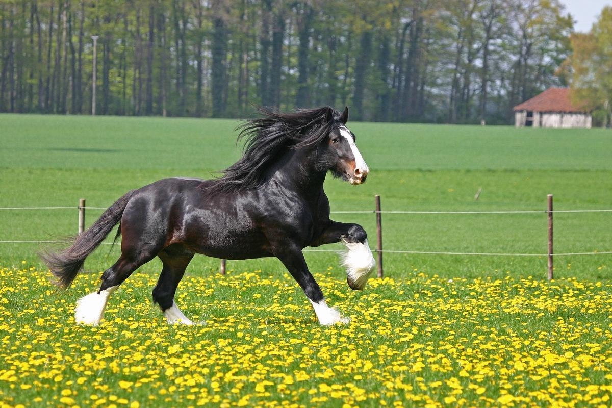 1200x800 Shire Horse Wallpaper HD