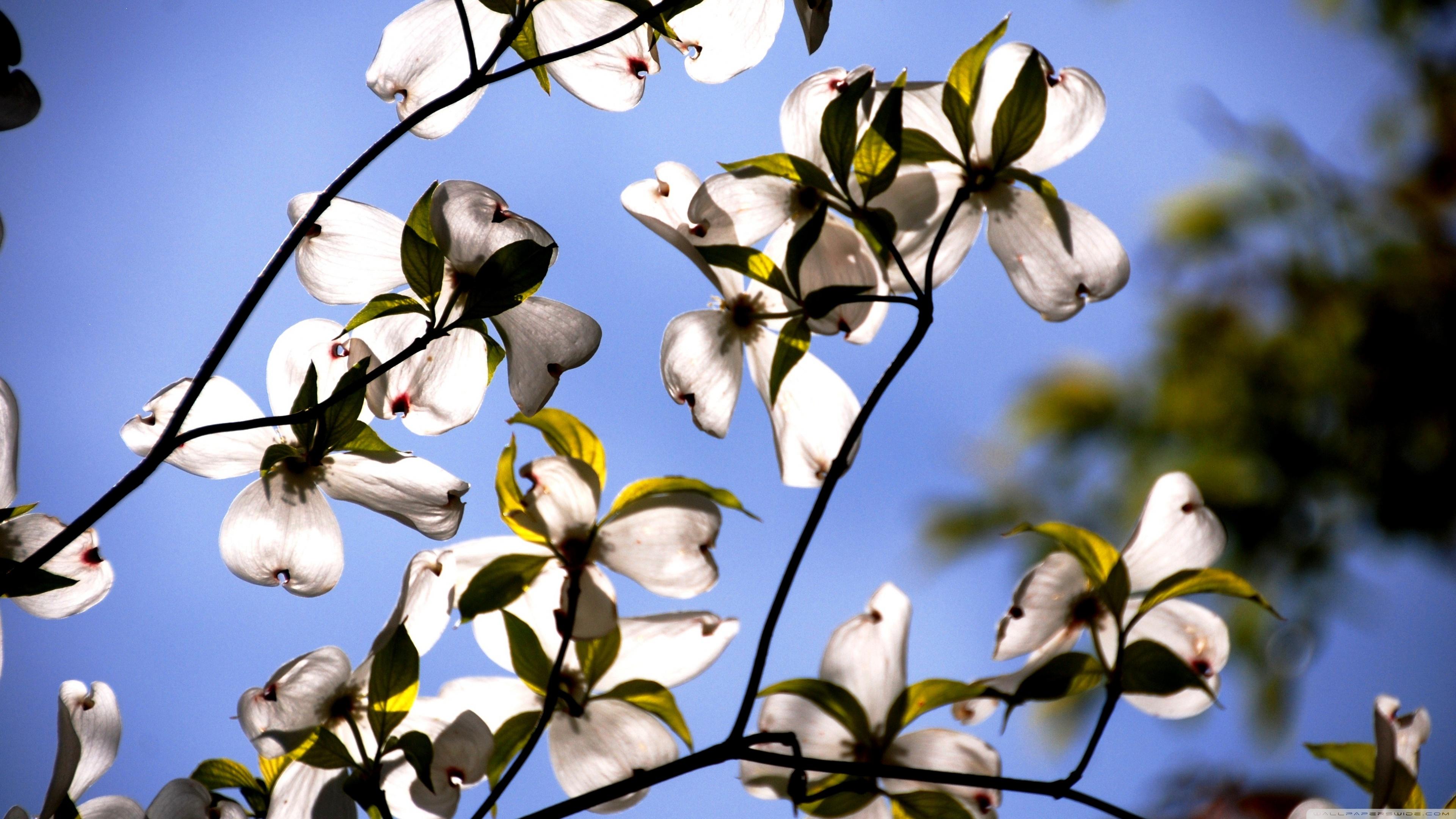 Dogwood Flower Wallpapers - Top Free Dogwood Flower Backgrounds
