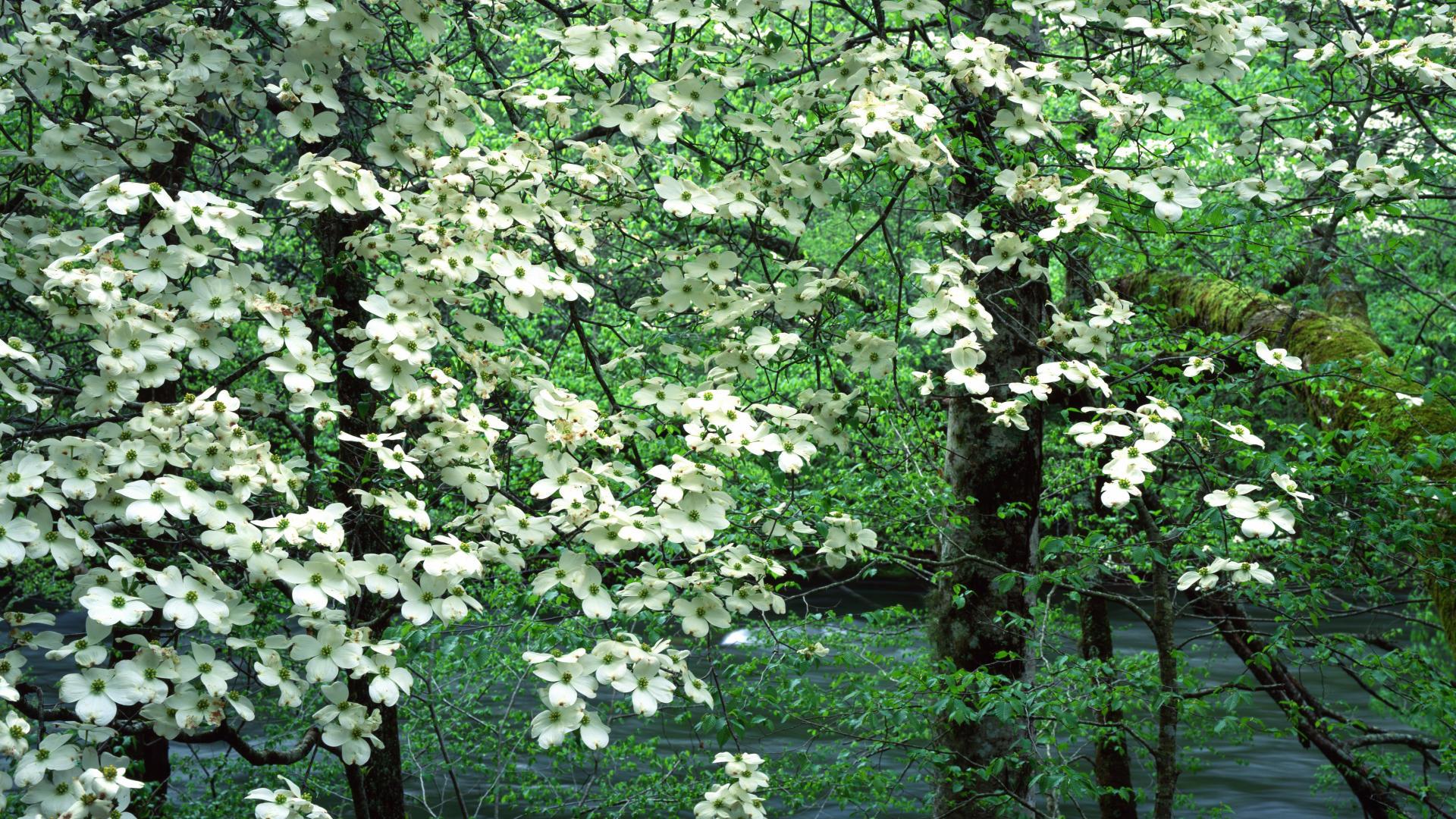 1920x1080 Dogwood Flowers