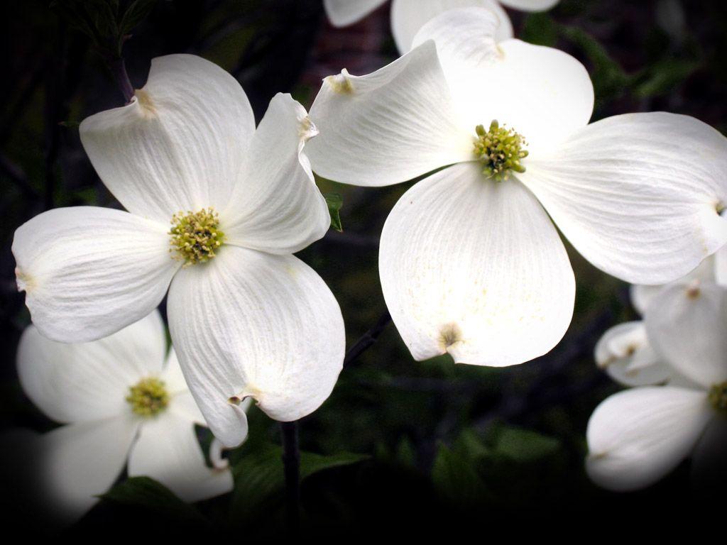1024x768 Dogwood flower. Dogwood flowers, Dogwood, Amazing flowers