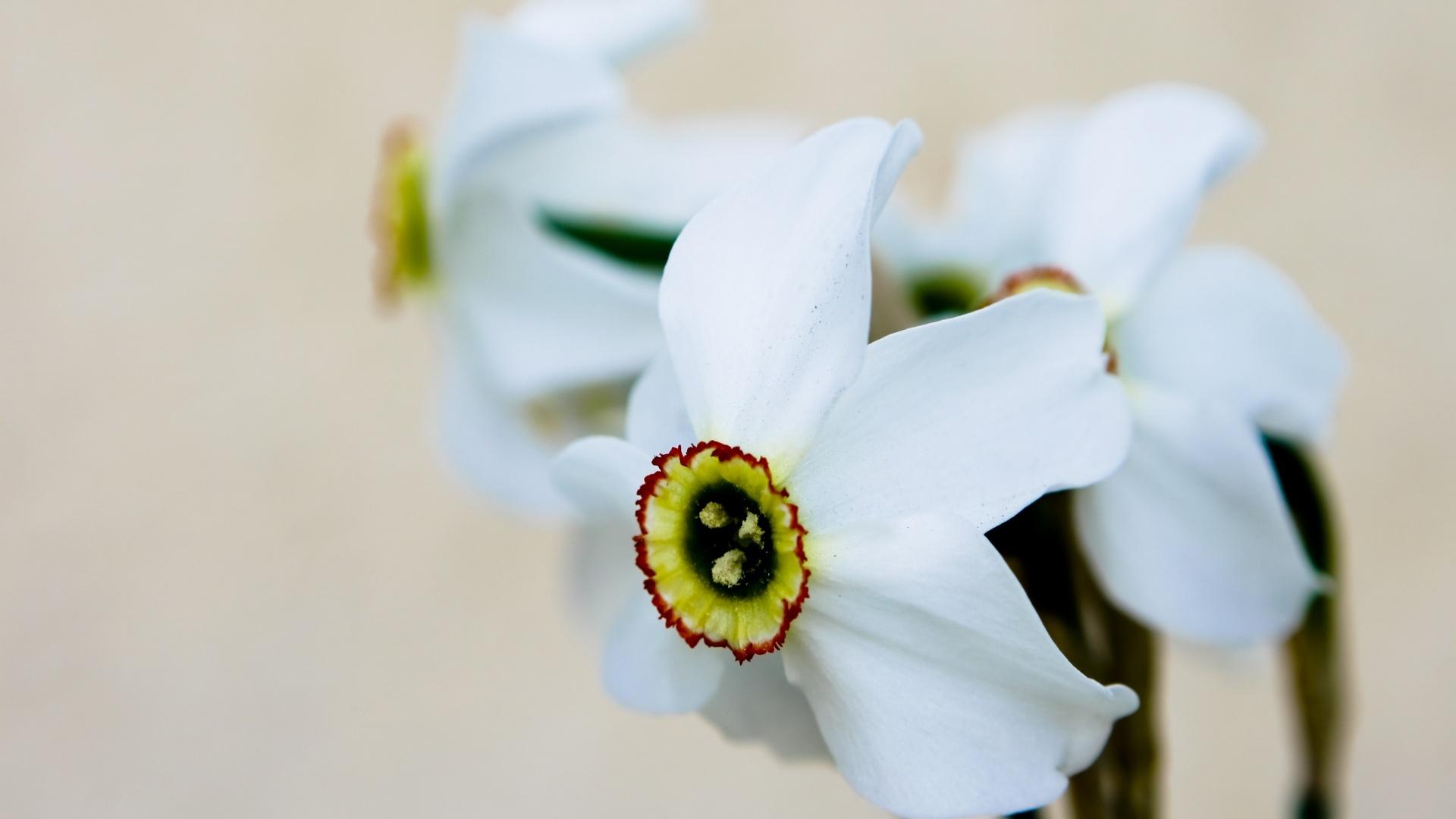 Dogwood Flower Wallpapers - Top Free Dogwood Flower Backgrounds