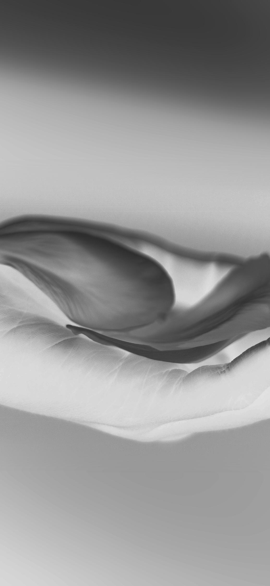 1125x2436 iPhone X wallpaper. hand flower white bw human nature