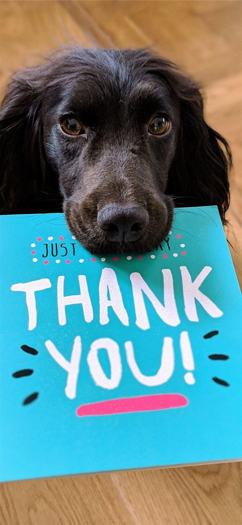 828x1792 dog biting Thank You mail paper iPhone 11 Wallpaper Free Download