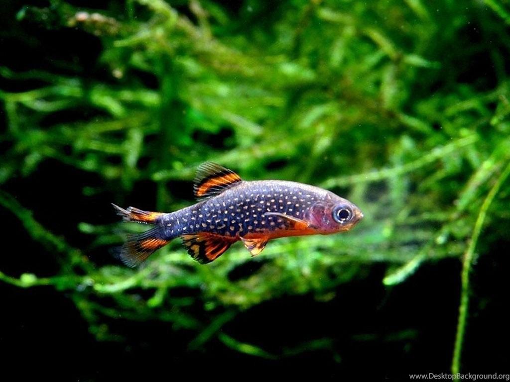 1024x768 Freshwater Aquarium Wallpaper HD Desktop Background