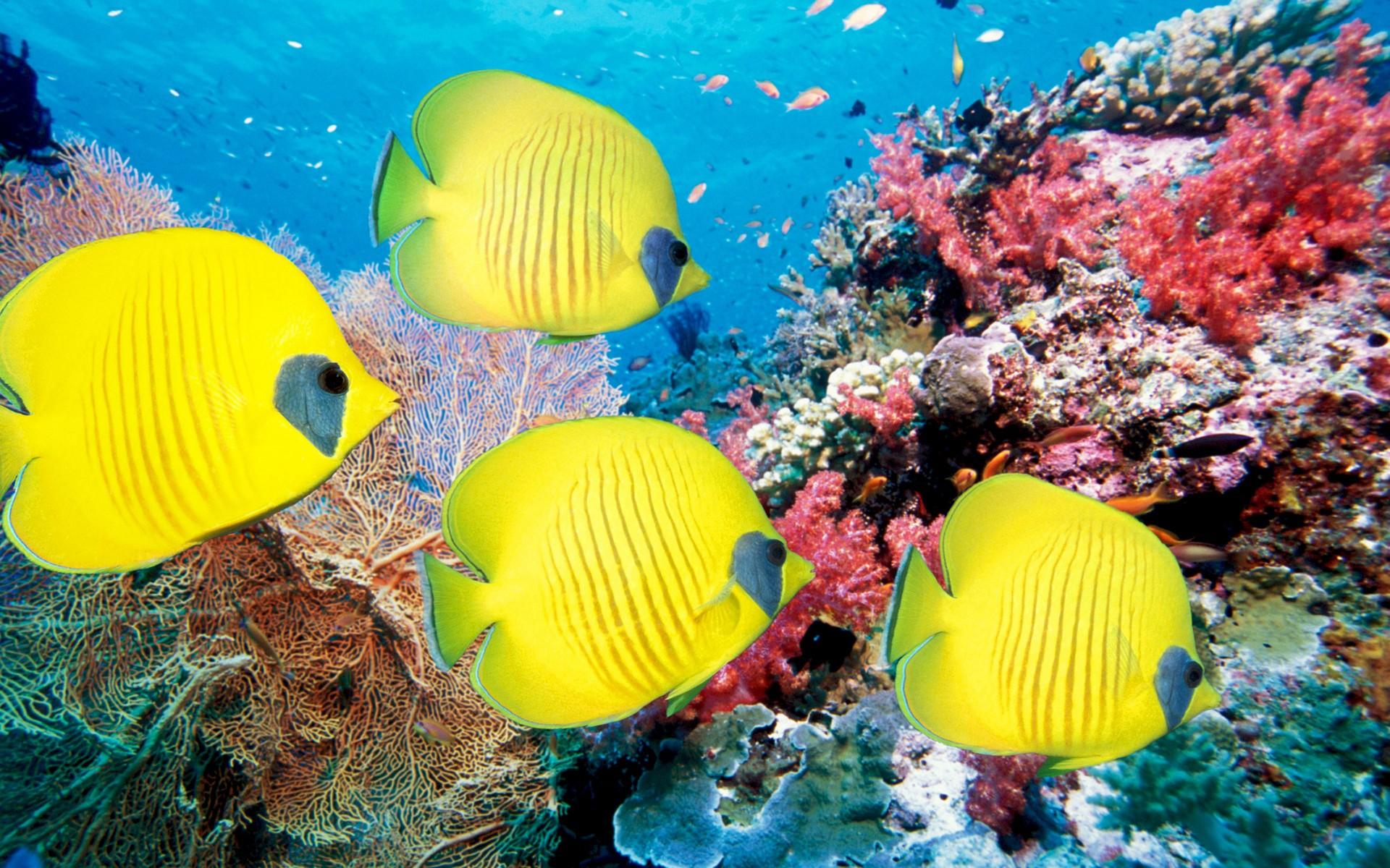 1920x1200 Fishs Aquarium Tropical Freshwater Wallpaper HD :