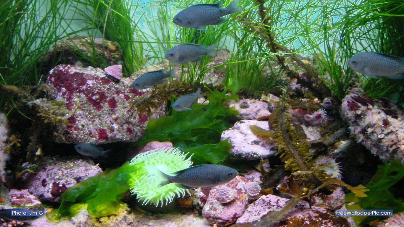 1366x768 aquarium 3D live wallpaper, aquarium decor, freshwater aquarium, marine biology, aquarium, organism, underwater, reef, fish, aquatic plant, coral reef