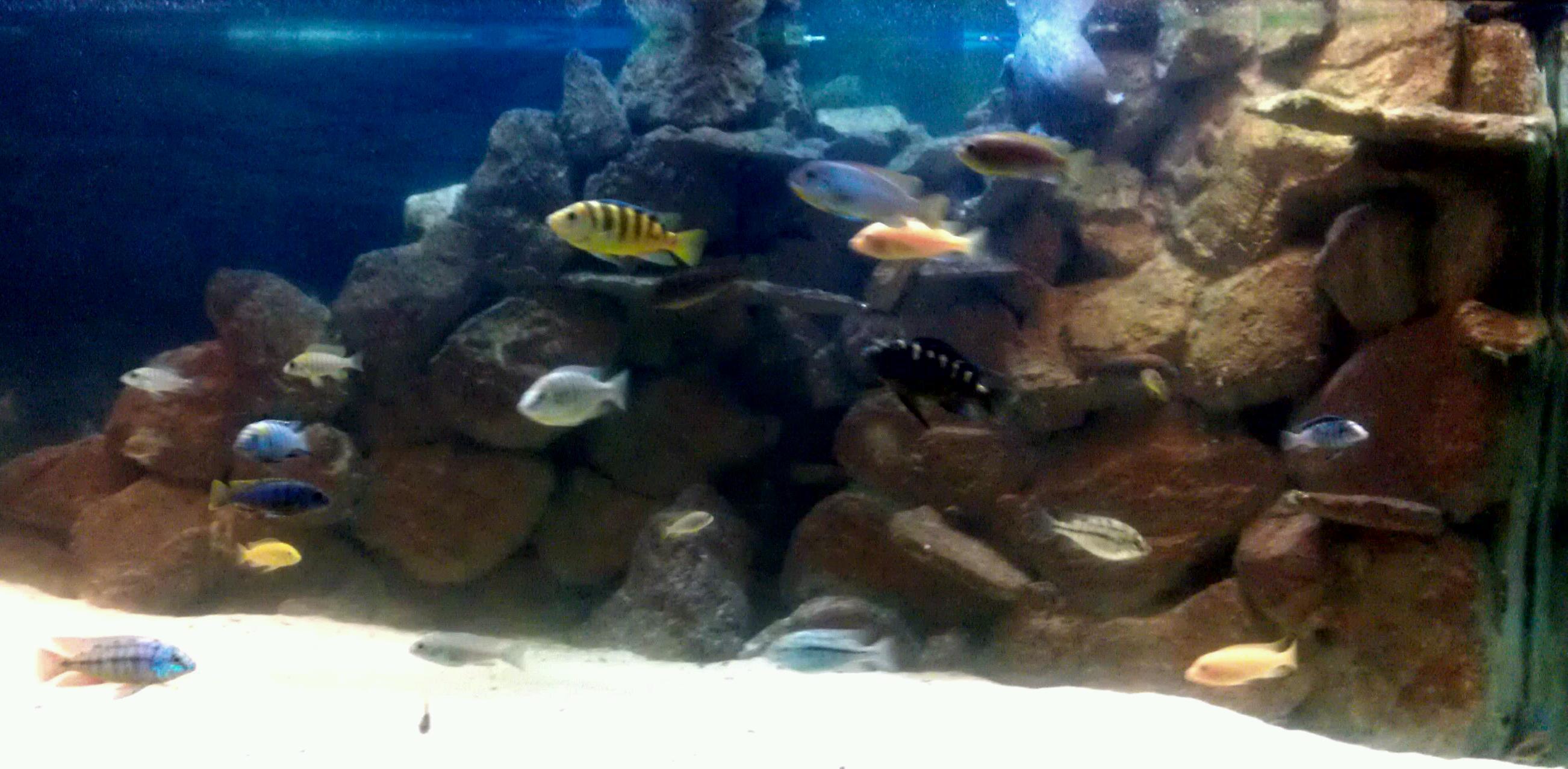 Freshwater Aquarium Wallpapers - Top Free Freshwater Aquarium