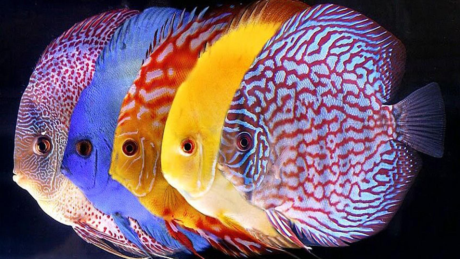 1920x1080 Exotic Freshwater Aquarium Fish HD Wallpaper