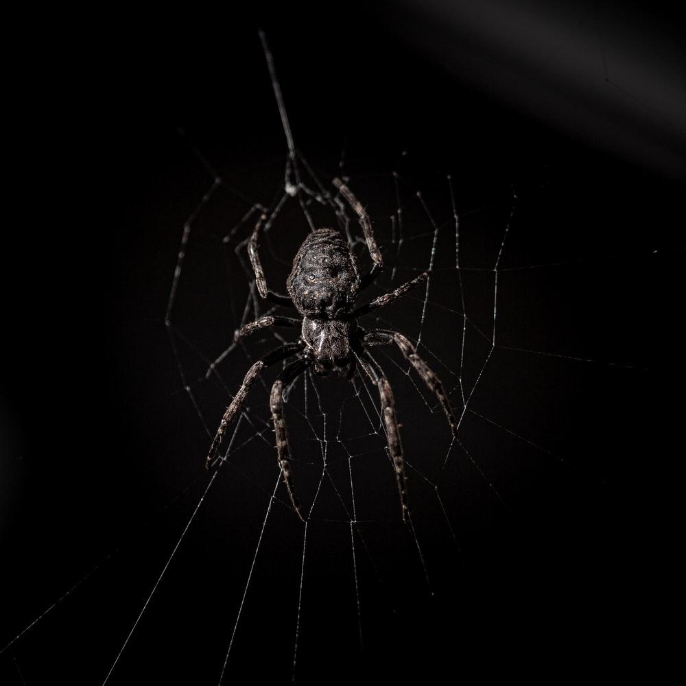 1000x1000 [HQ] Spider Picture. Download Free Image