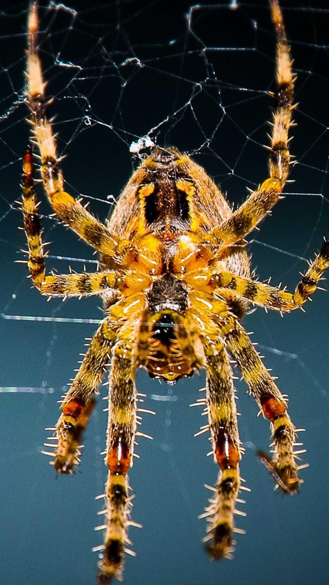 1080x1920 Spider Wallpaper for Android