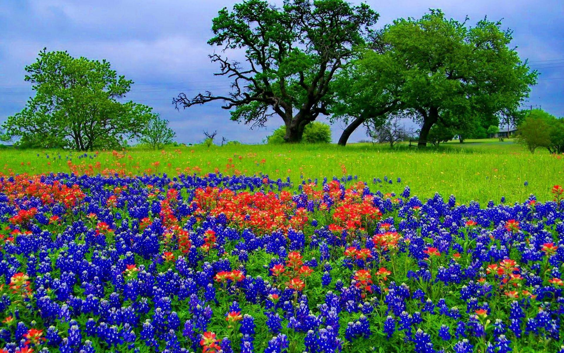 1920x1200 Free Bluebonnet Wallpaper
