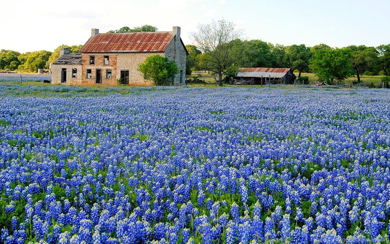 Bluebonnet Wallpapers - Top Free Bluebonnet Backgrounds - WallpaperAccess