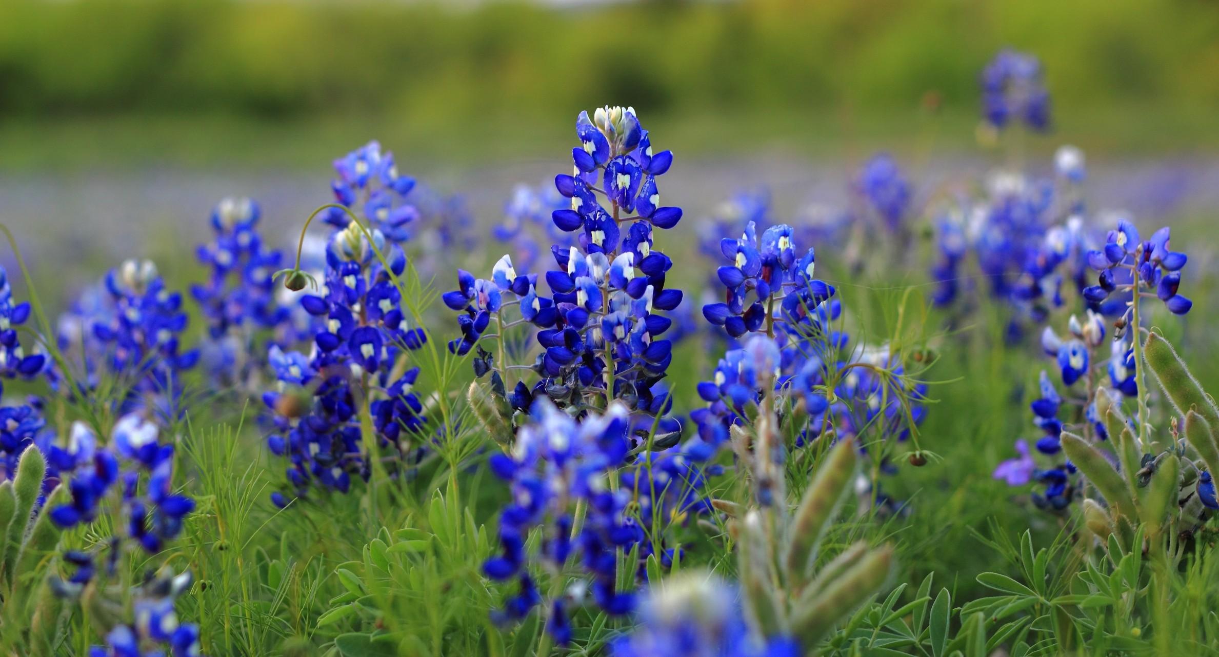 Bluebonnet Wallpapers - Top Free Bluebonnet Backgrounds - WallpaperAccess