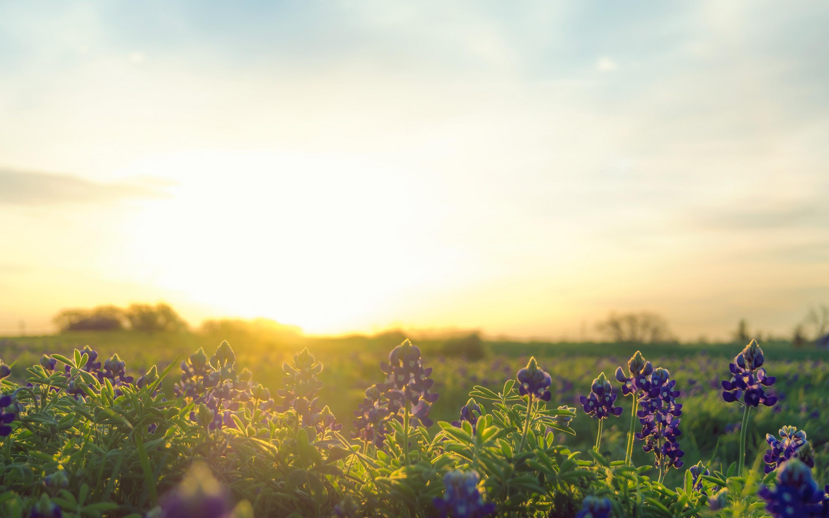 Bluebonnet Wallpapers - Top Free Bluebonnet Backgrounds - WallpaperAccess